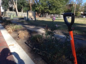 Who knew there were roses among those weeds?